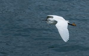 Héron en vol visibles sur les rivages proche de notre gite dans le golfe du Morbihan