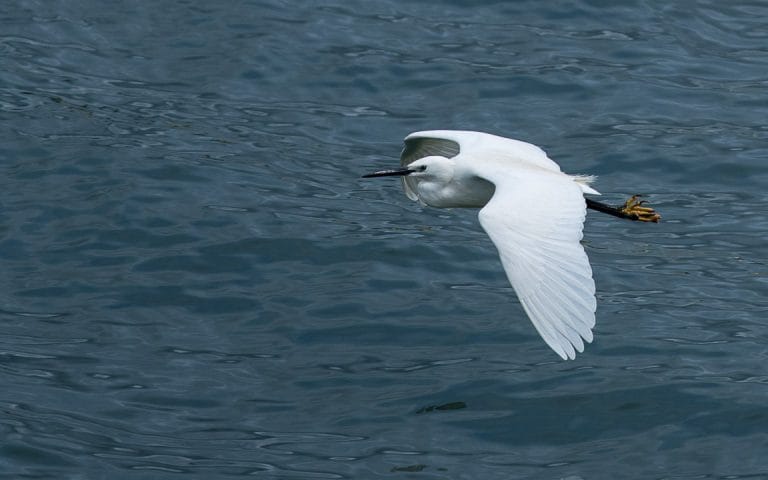 Héron en vol visibles sur les rivages proche de notre gite dans le golfe du Morbihan