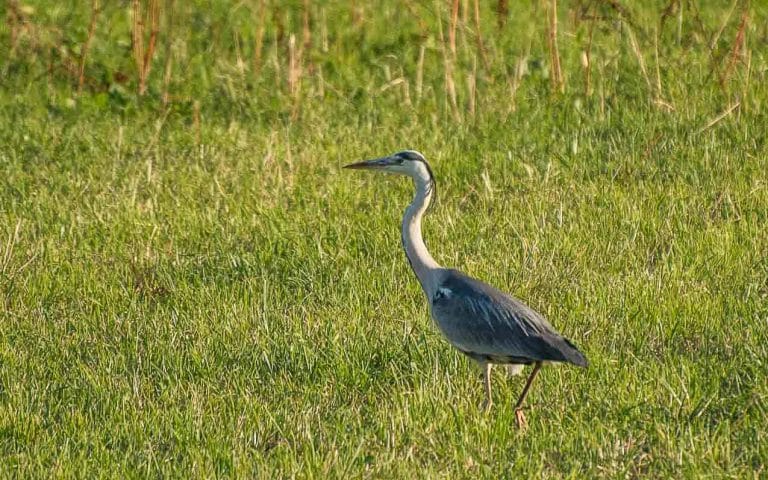 Heron Cendré