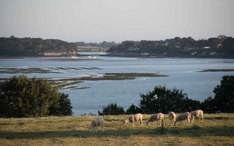 Vue des parcs ostréicoles depuis la campagne proche de notre gite dans le golfe du Morbihan