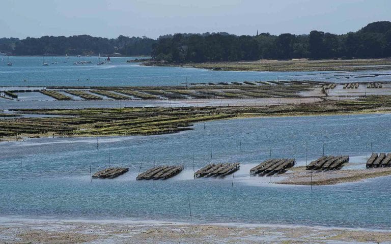 Parcs à huitres sur les rives proches du gite dans le golfe du