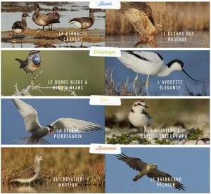 Oiseaux du Golfe du Morbihan visibles au cours des saisons